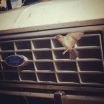Birds in Bloomington pick off all the bugs smashed on Edna's grill. 